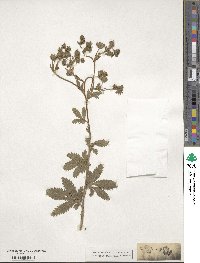 Potentilla recta image