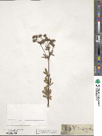 Potentilla recta image