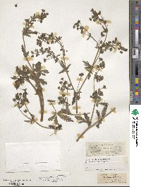 Potentilla recta image