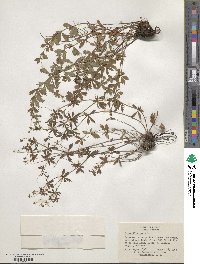 Potentilla recta image