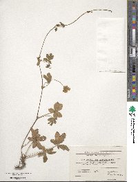 Potentilla reptans image