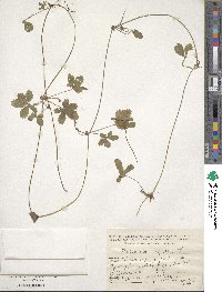 Potentilla reptans image