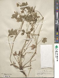 Potentilla reptans image