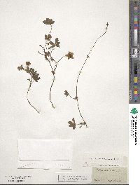 Potentilla reptans image