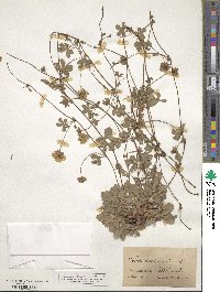 Potentilla reptans image