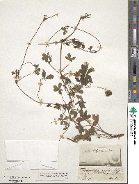 Potentilla reptans image