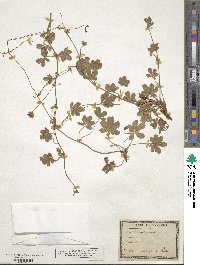 Potentilla reptans image