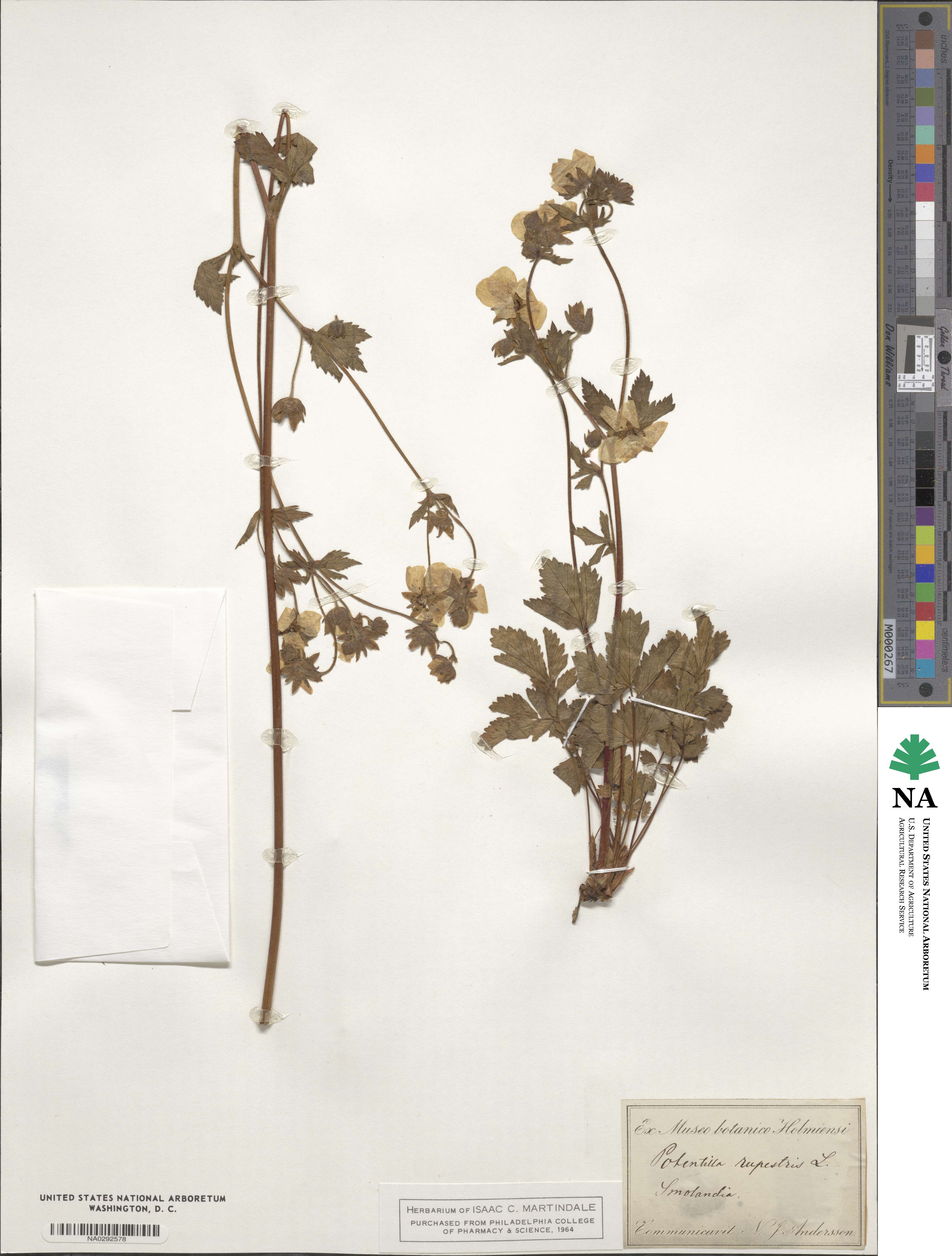 Potentilla rupestris image