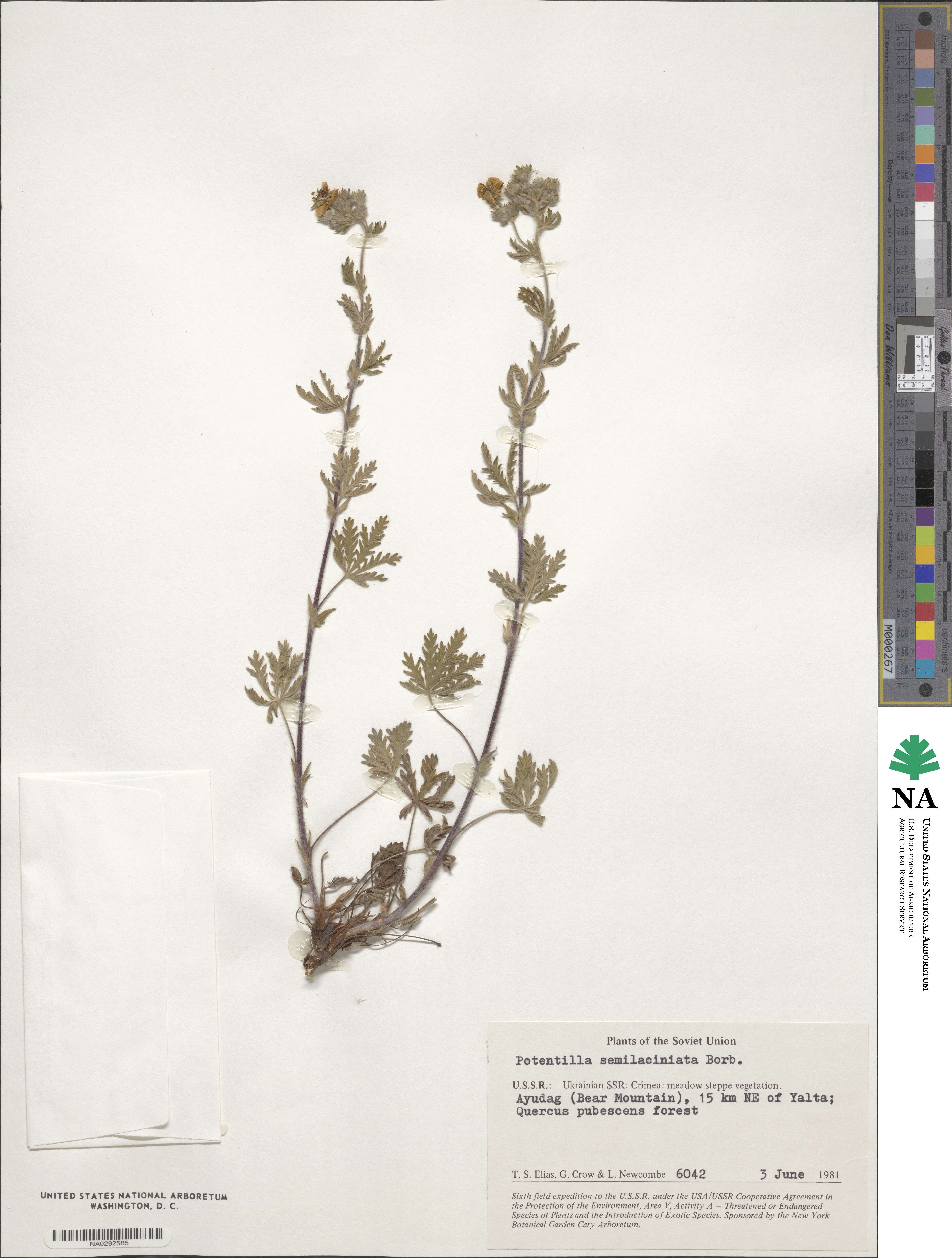 Potentilla recta subsp. laciniosa image