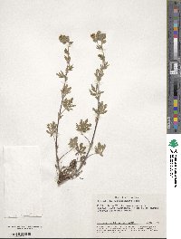 Potentilla recta image