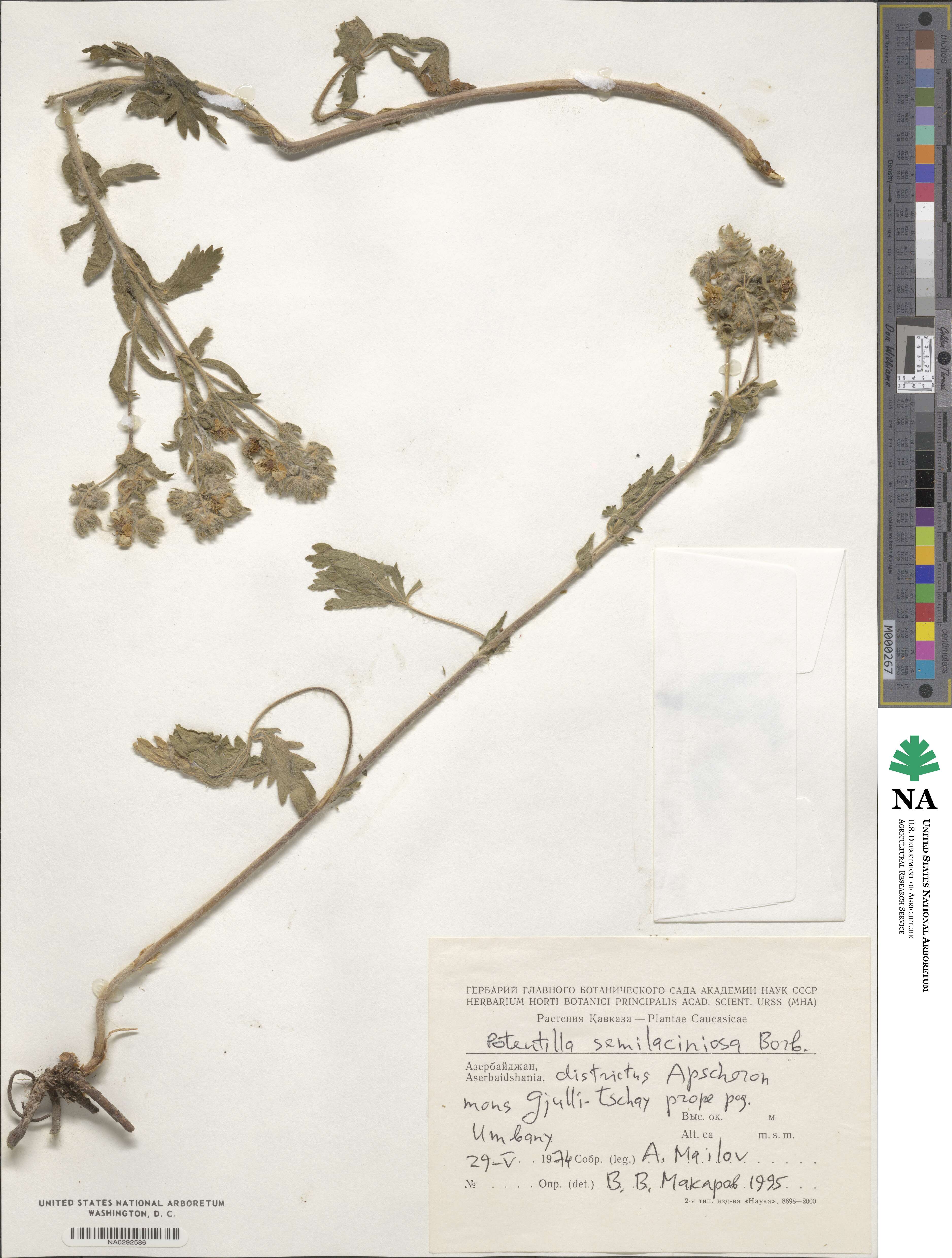 Potentilla recta subsp. laciniosa image