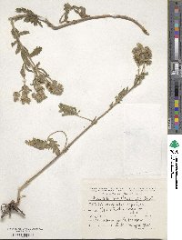 Potentilla recta image