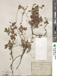 Potentilla speciosa image