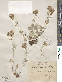 Potentilla speciosa image