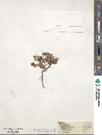 Potentilla splendens image