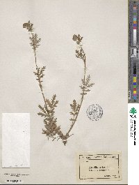 Potentilla sericea image