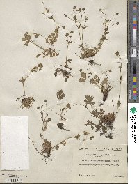 Potentilla crantzii image