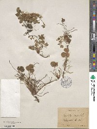 Potentilla sterilis image