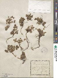 Potentilla sterilis image