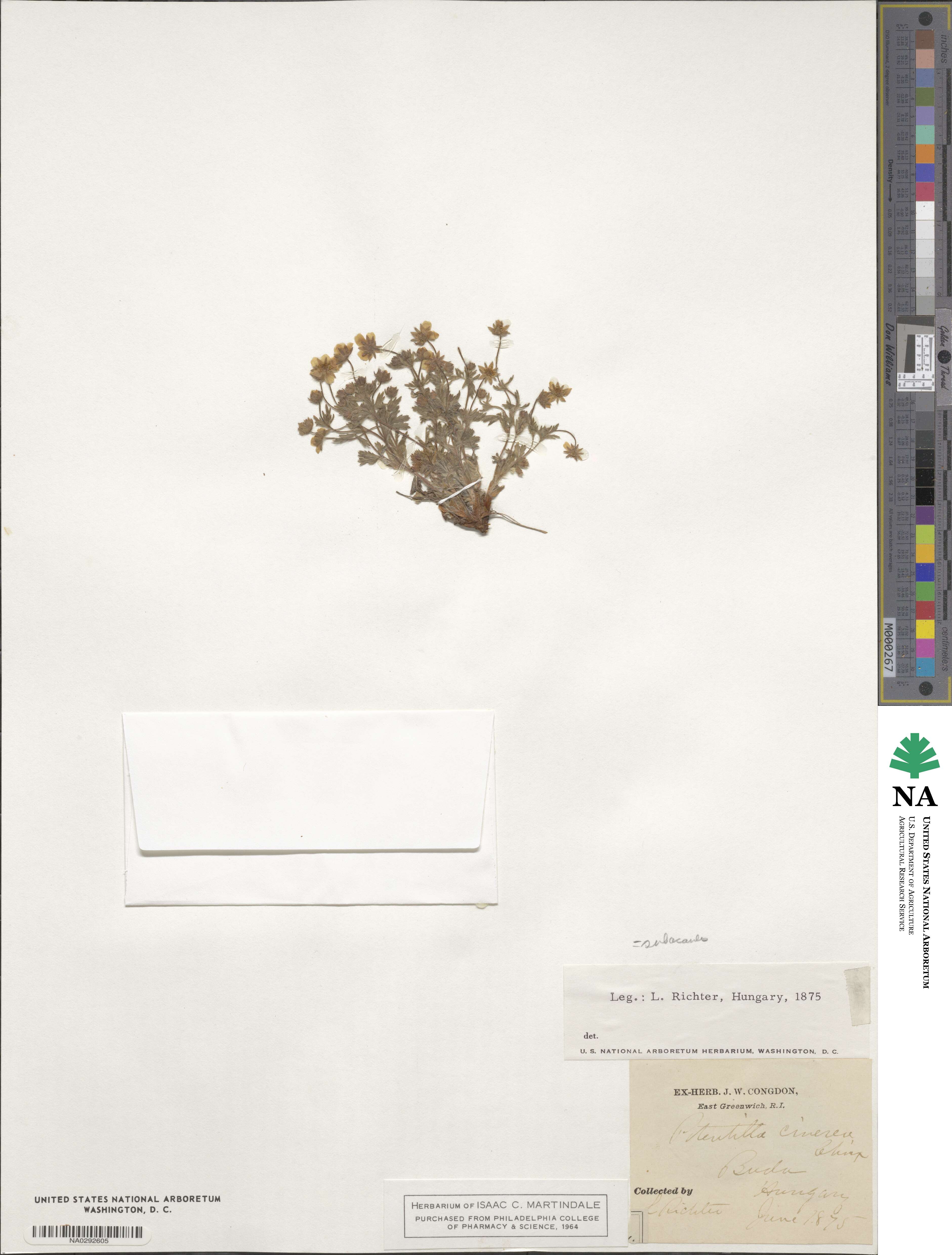 Potentilla cinerea image