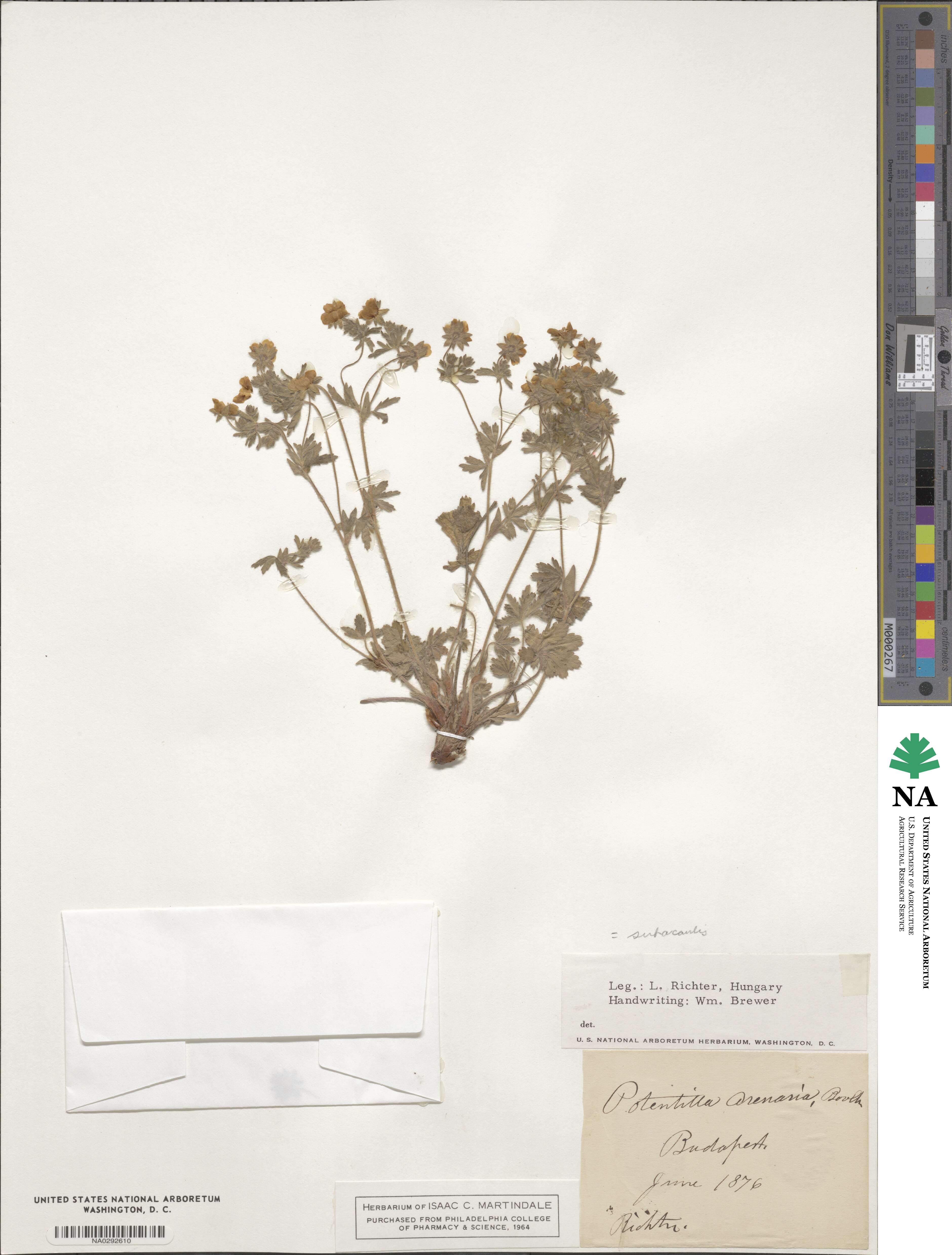 Potentilla cinerea subsp. cinerea image