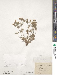 Potentilla cinerea image