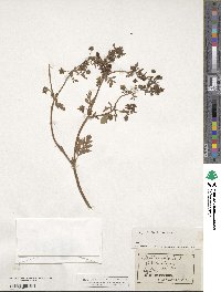 Potentilla supina image