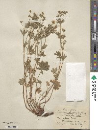 Potentilla thuringiaca image