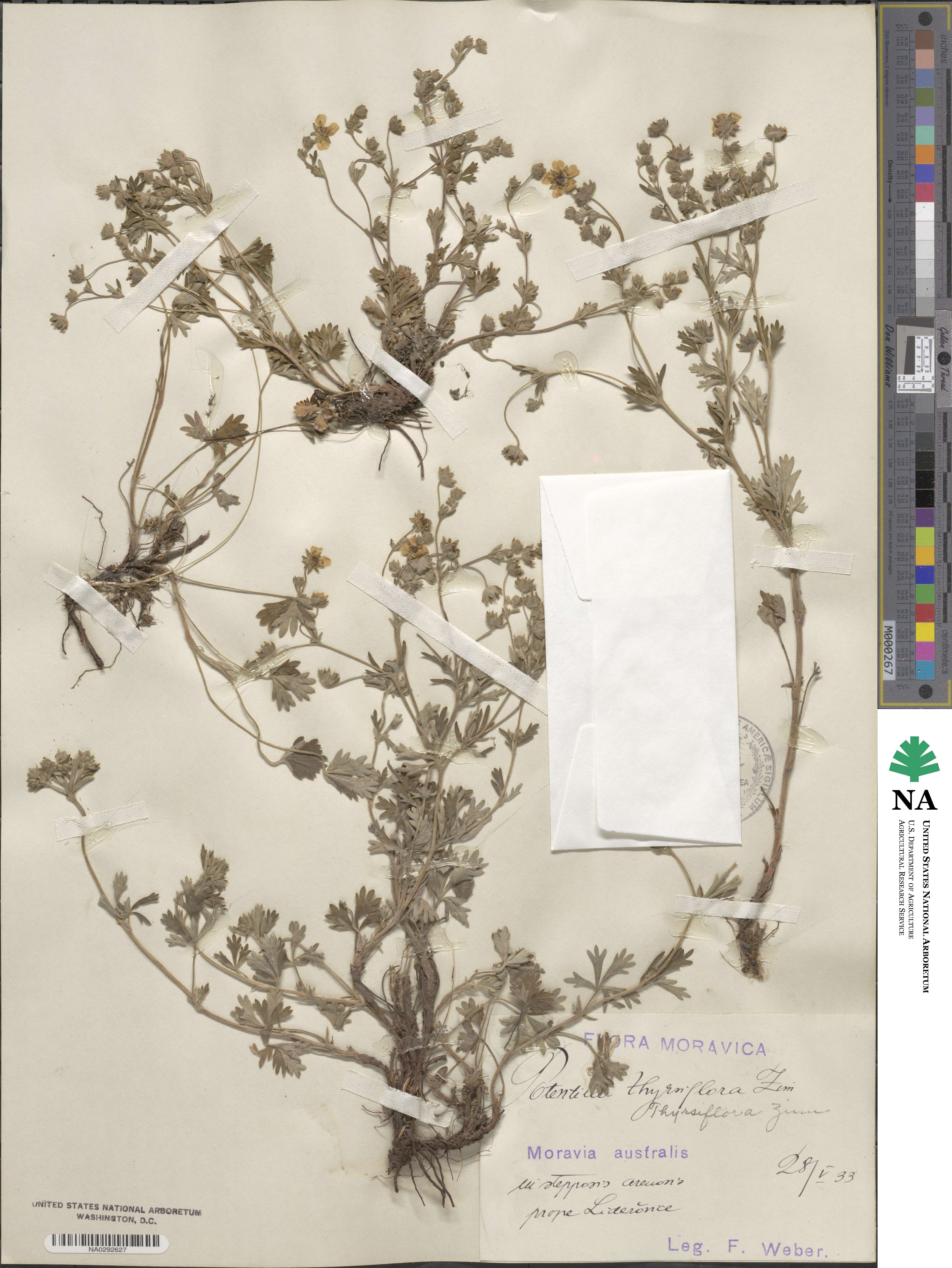 Potentilla lindackeri image