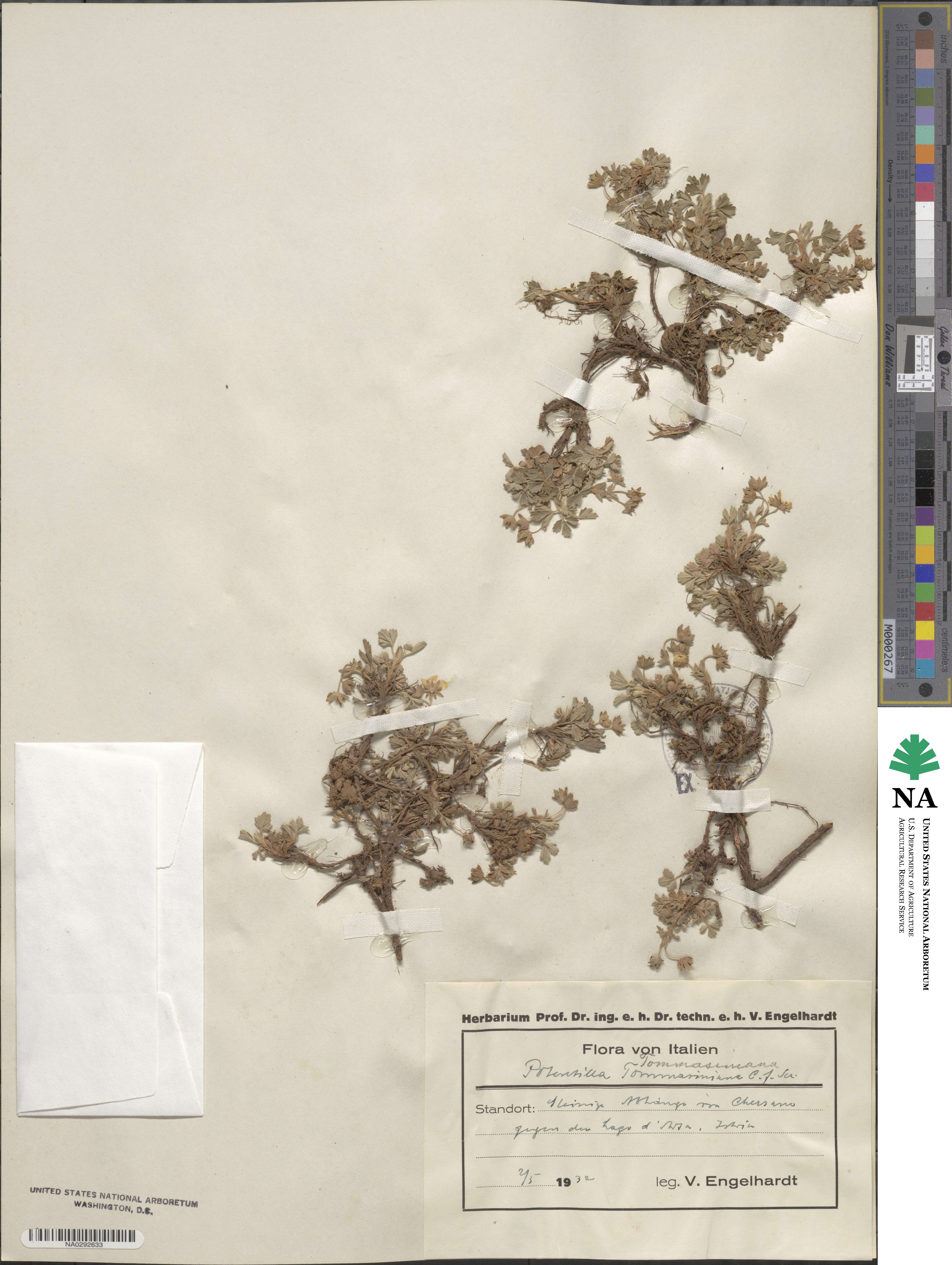 Potentilla cinerea subsp. tommasiniana image