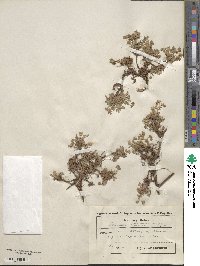 Potentilla cinerea subsp. tommasiniana image