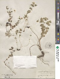 Potentilla erecta image