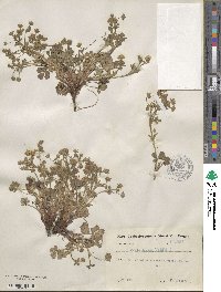 Potentilla verna image