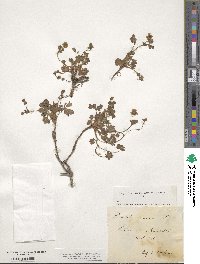 Potentilla verna image