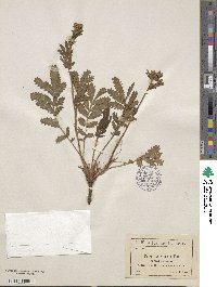 Potentilla longifolia image