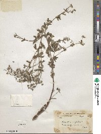 Potentilla argentea image