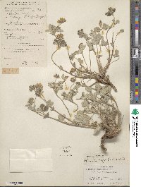 Potentilla argyrophylla image