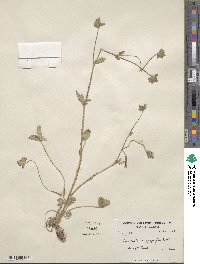 Potentilla argyrophylla image