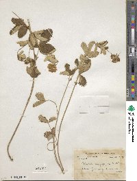 Potentilla argyrophylla image