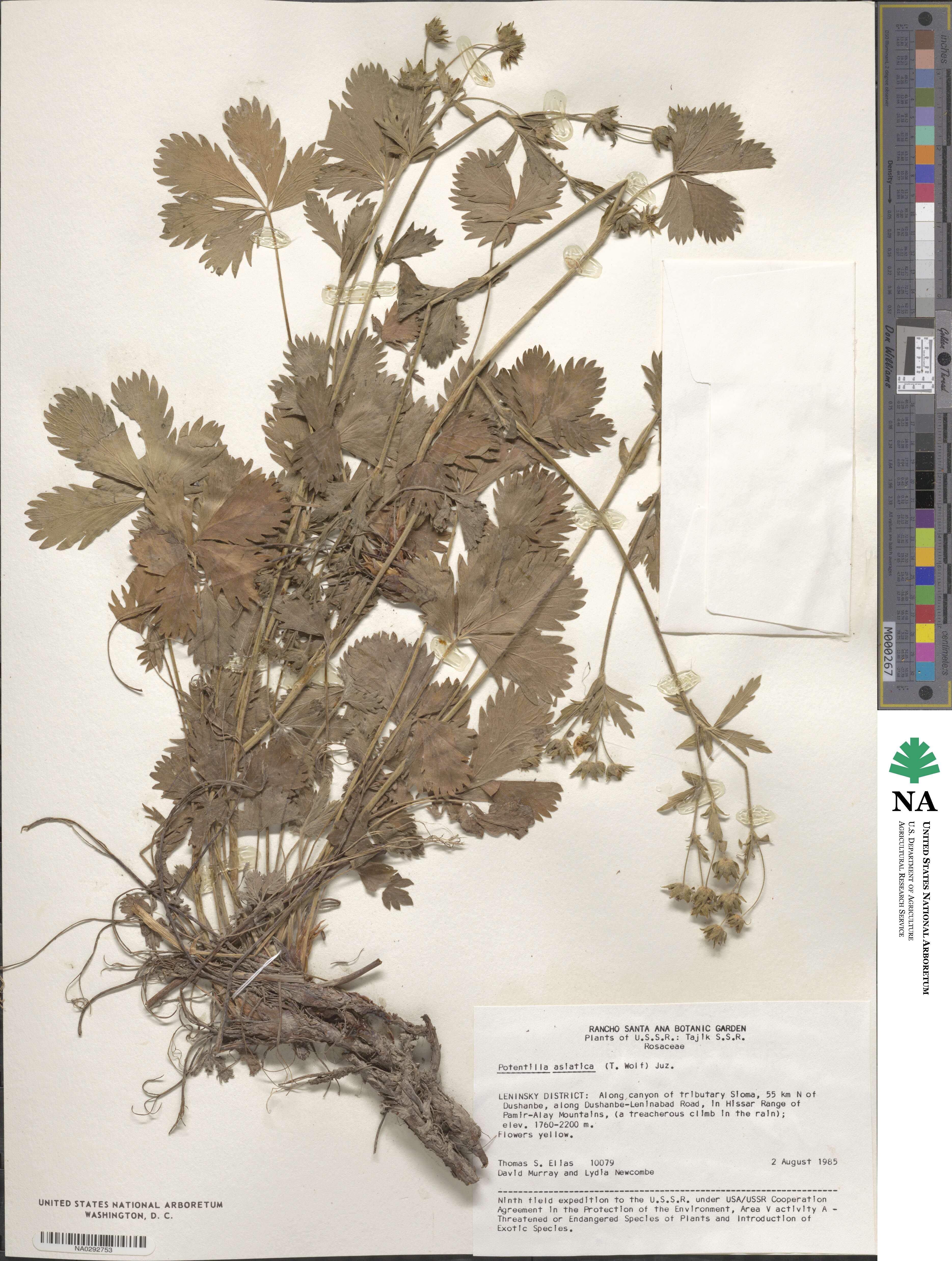 Potentilla chrysantha image