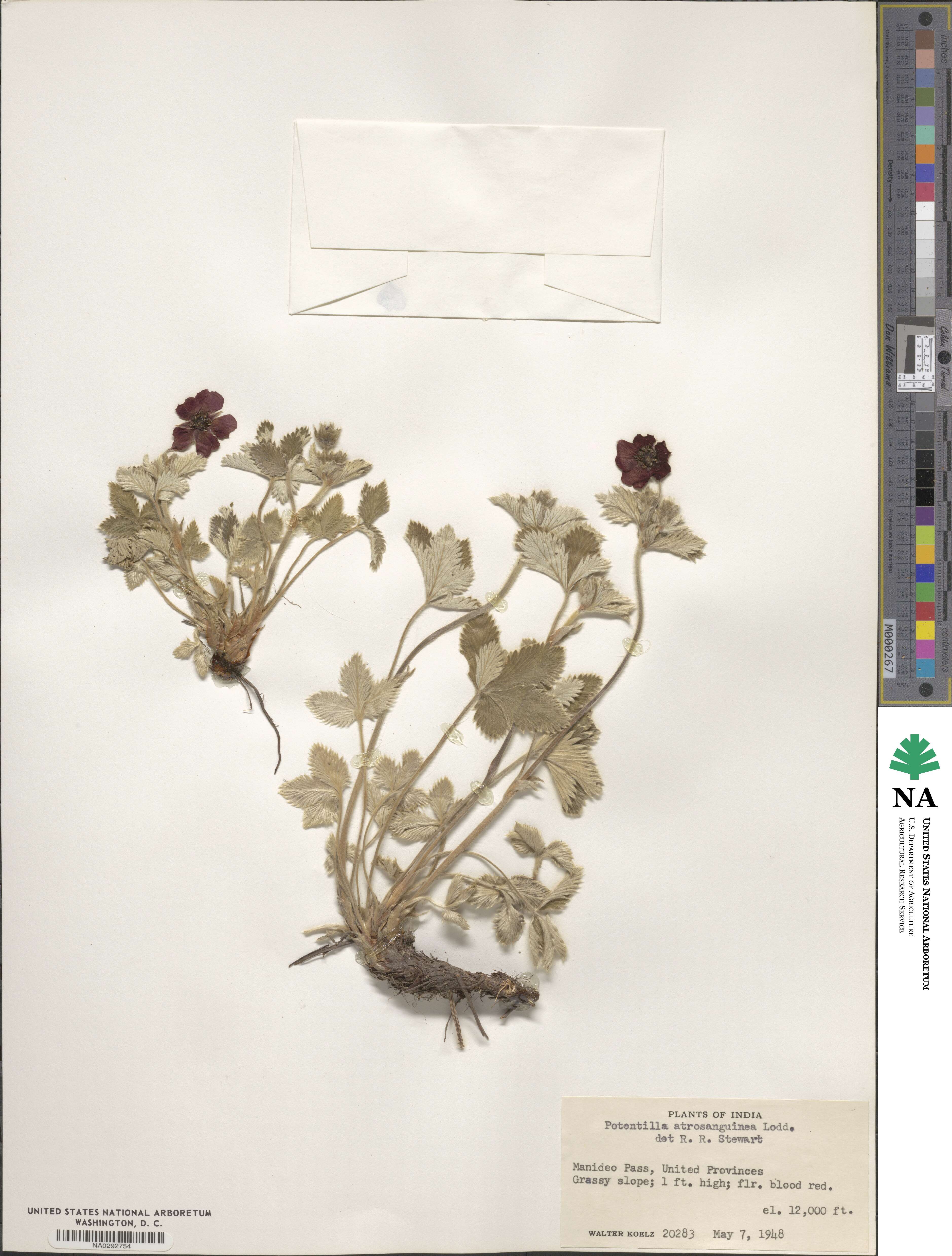 Potentilla argyrophylla var. atrosanguinea image