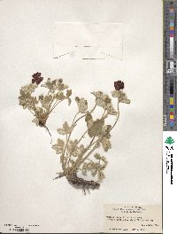 Potentilla argyrophylla var. atrosanguinea image