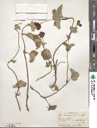 Potentilla argyrophylla var. atrosanguinea image