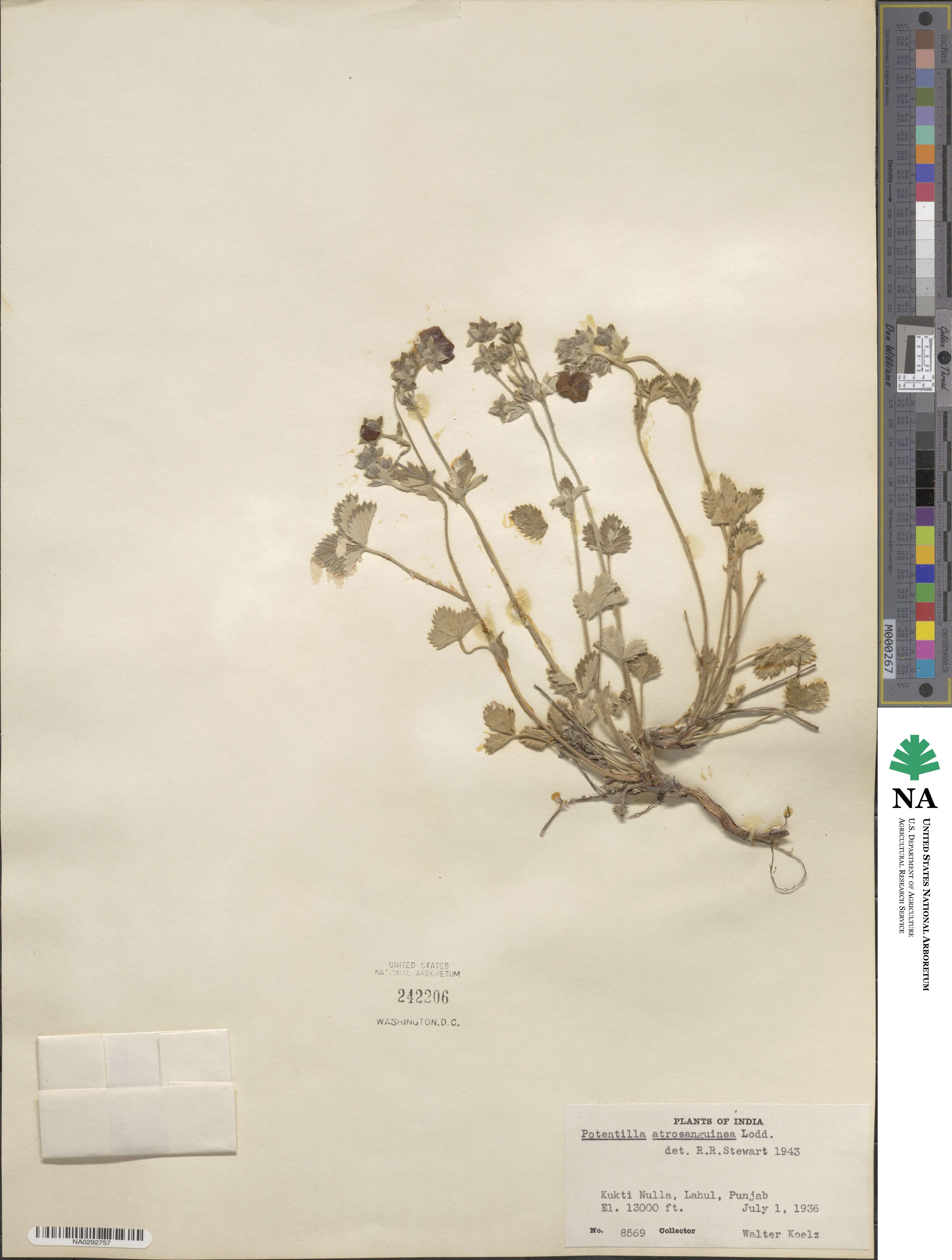 Potentilla argyrophylla image