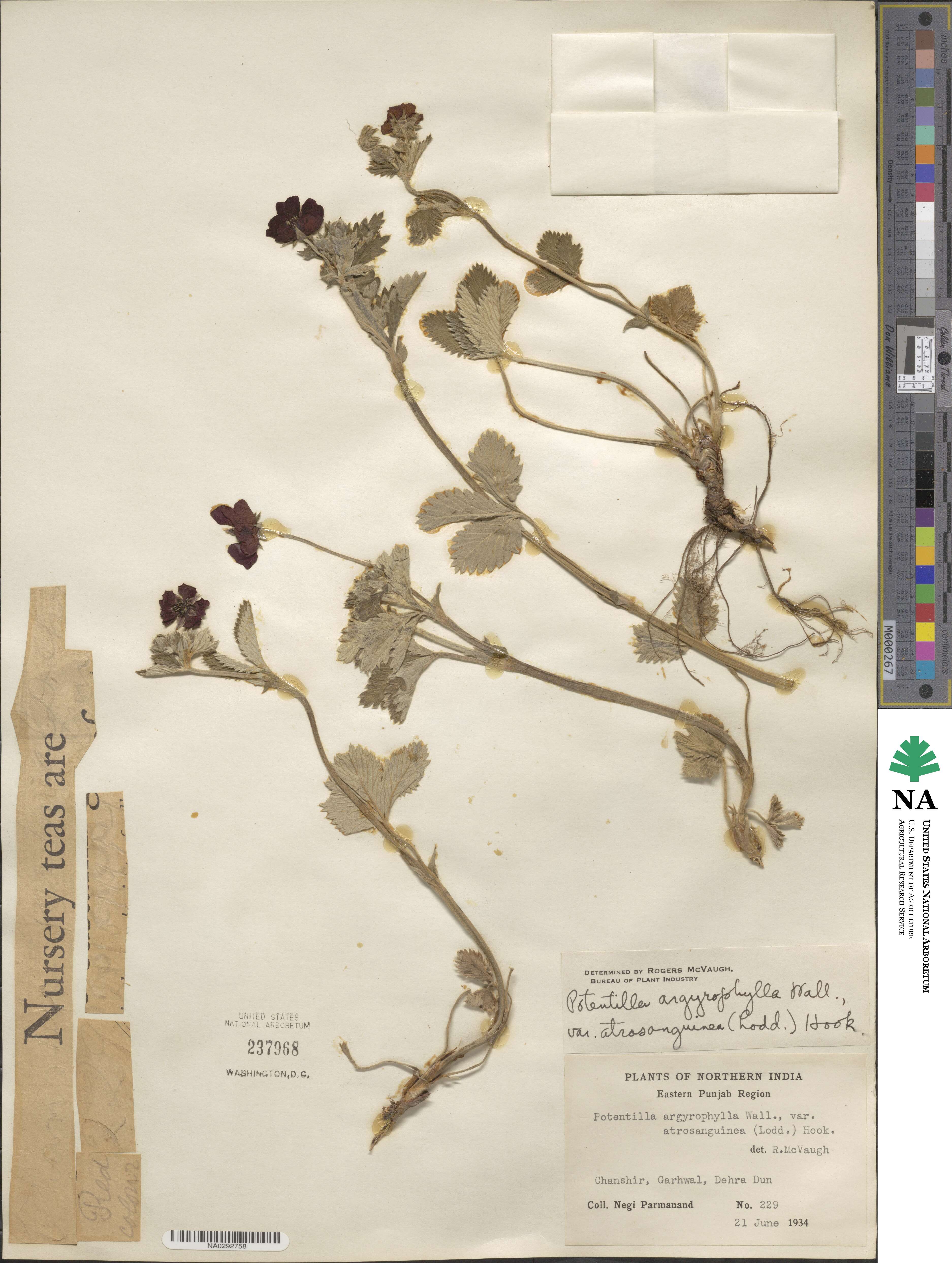 Potentilla argyrophylla var. atrosanguinea image