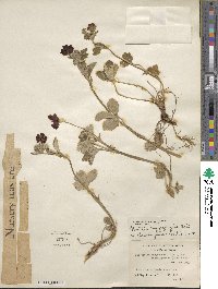 Potentilla argyrophylla var. atrosanguinea image