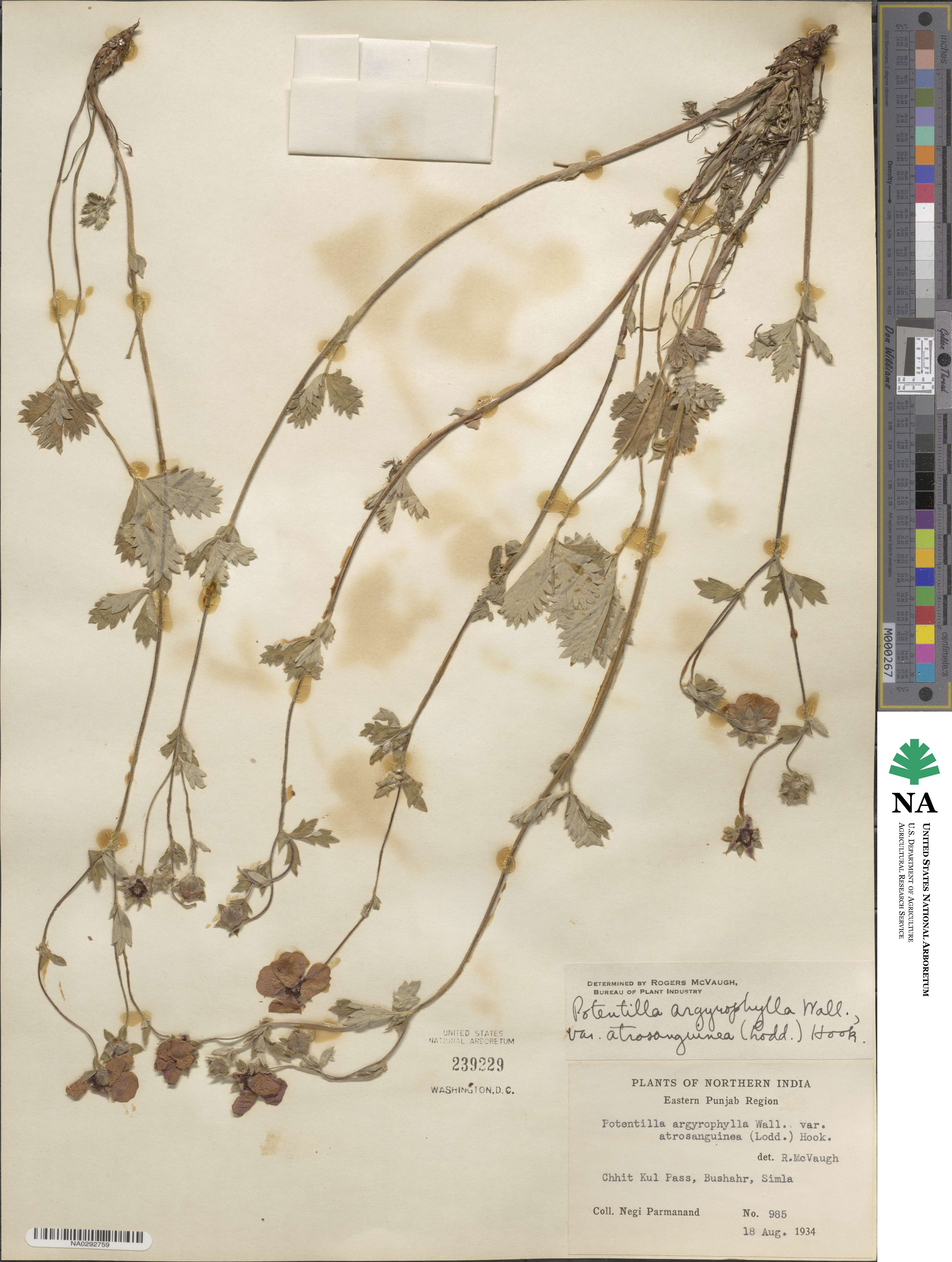 Potentilla argyrophylla var. atrosanguinea image