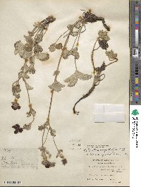 Potentilla argyrophylla var. atrosanguinea image