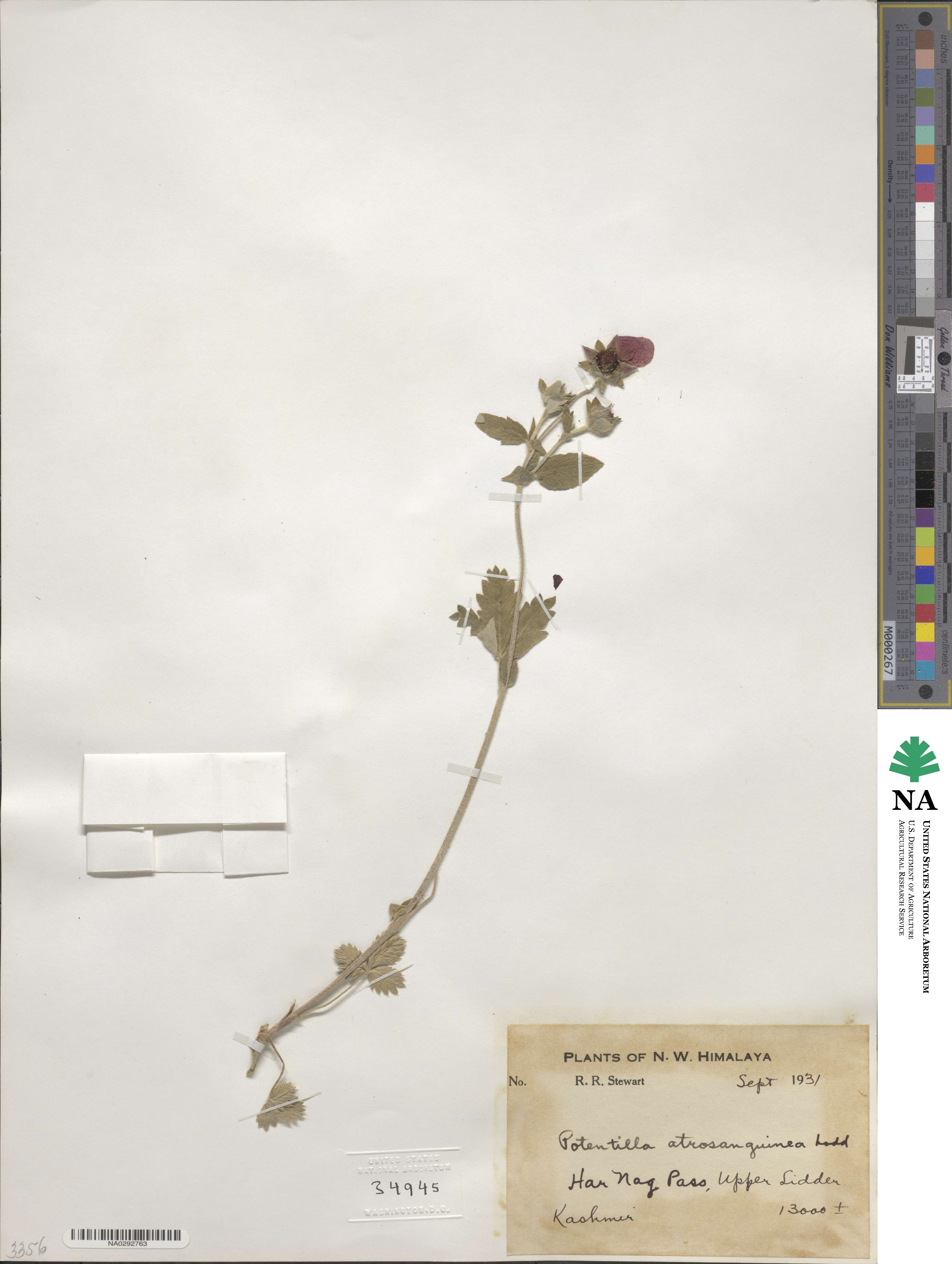 Potentilla argyrophylla var. atrosanguinea image