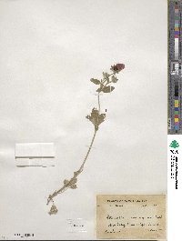 Potentilla argyrophylla image